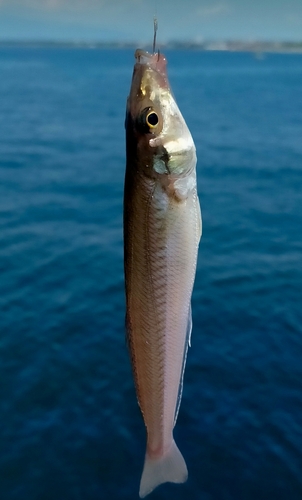 キスの釣果