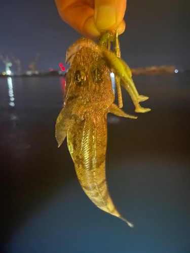 マゴチの釣果