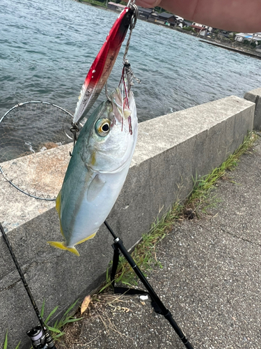 コゾクラの釣果