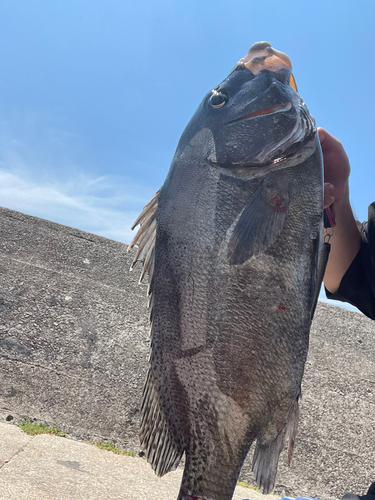 コショウダイの釣果