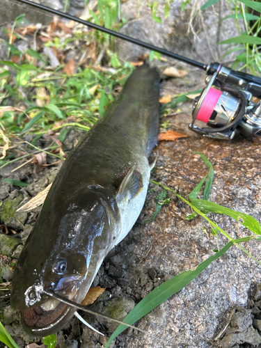 ナマズの釣果