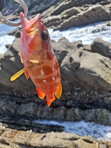 アカハタの釣果