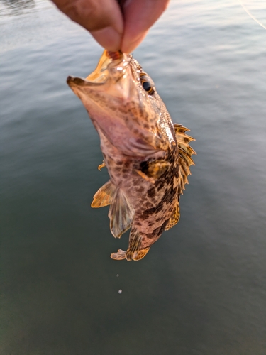 タケノコメバルの釣果