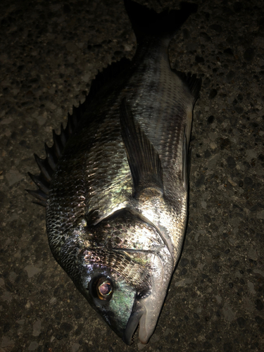 クロダイの釣果