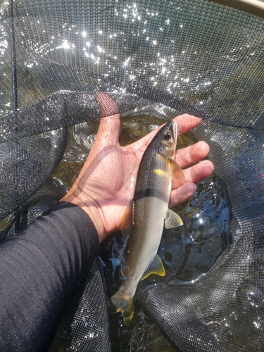 アユの釣果