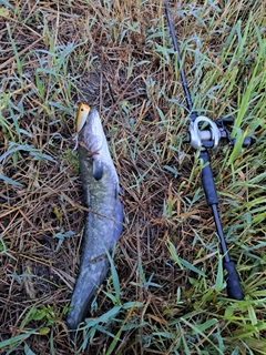 ナマズの釣果