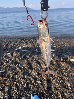 マルソウダの釣果