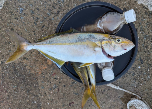 ネリゴの釣果