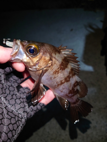 メバルの釣果