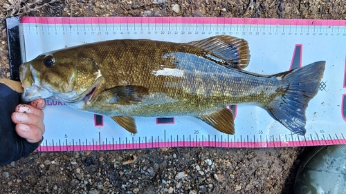 スモールマウスバスの釣果