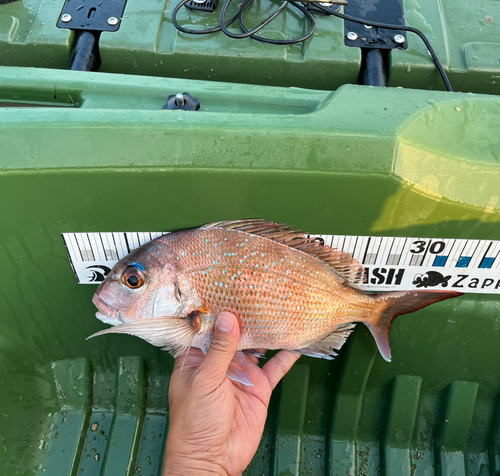 タイの釣果