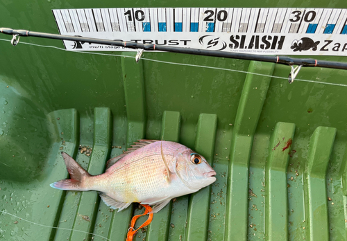 タイの釣果