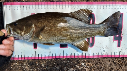 スモールマウスバスの釣果