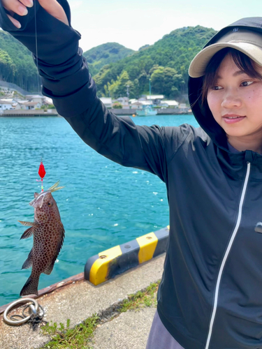 オオモンハタの釣果