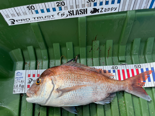 タイの釣果