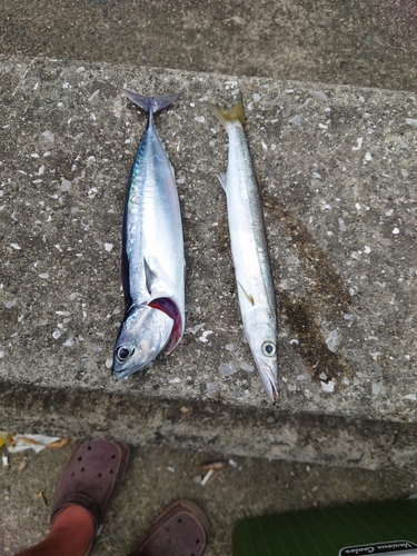 ソウダガツオの釣果