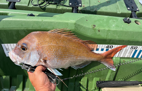 タイの釣果