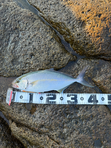 シオの釣果