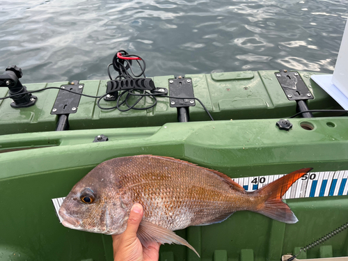 タイの釣果