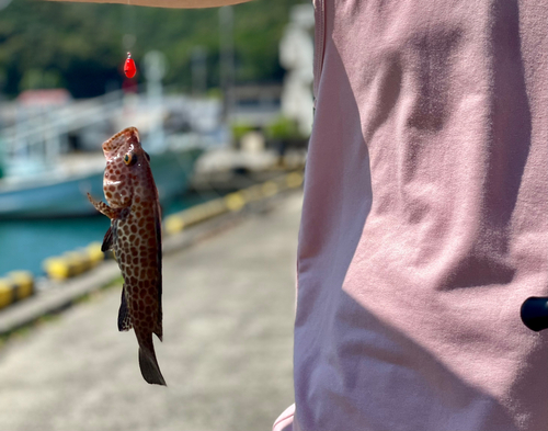 オオモンハタの釣果