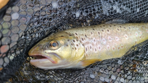 ブラウントラウトの釣果