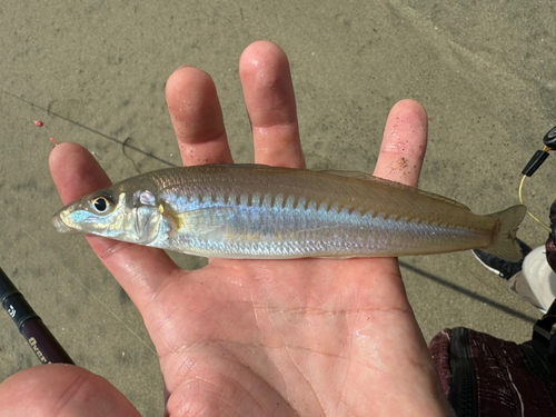 シロギスの釣果