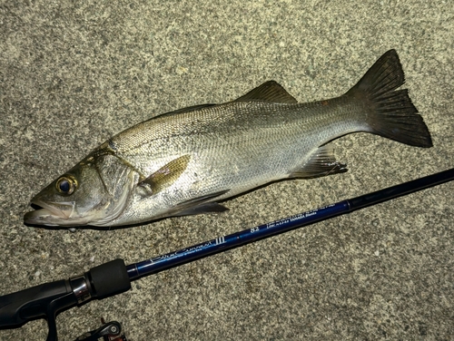 セイゴ（ヒラスズキ）の釣果