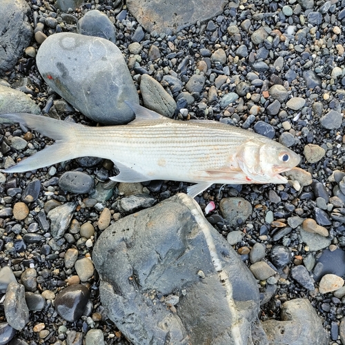 ツバメコノシロの釣果