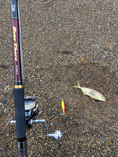 ショゴの釣果