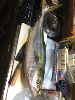 ハマチの釣果