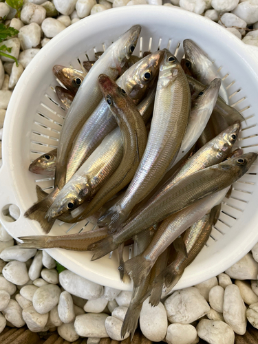 キスの釣果