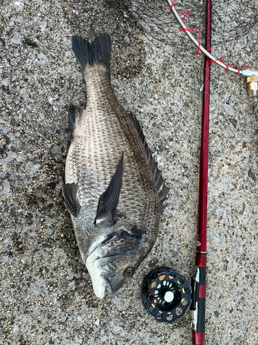 クロダイの釣果