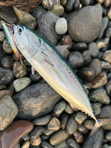 ソウダガツオの釣果