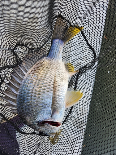 キビレの釣果