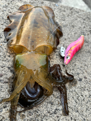 アオリイカの釣果