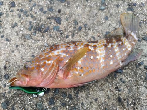 アコウの釣果