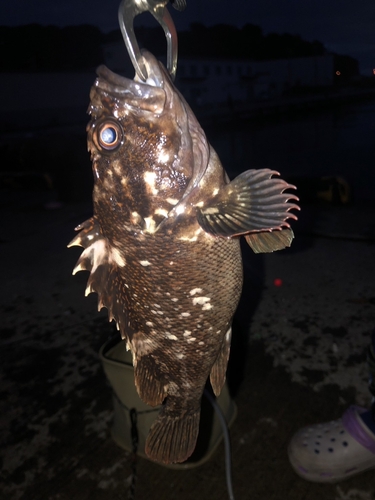 クロソイの釣果