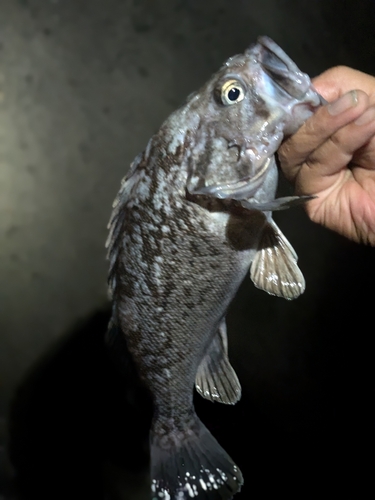 クロソイの釣果