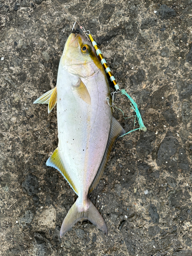 ショゴの釣果