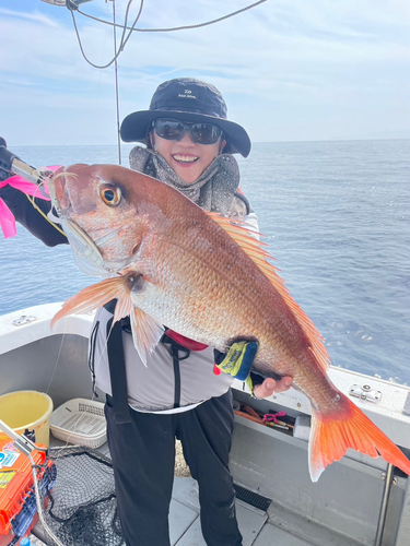 マダイの釣果