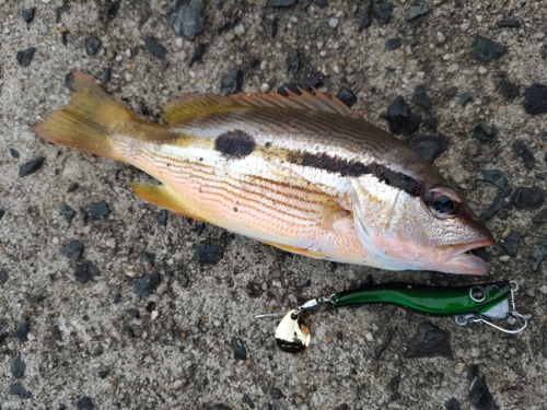 ヨコスジフエダイの釣果