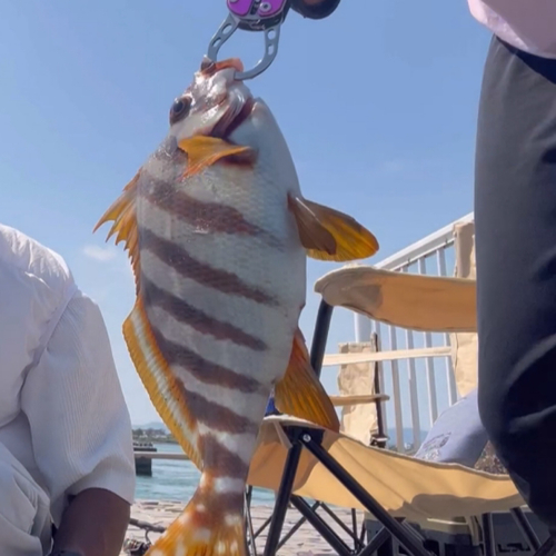 タカノハダイの釣果