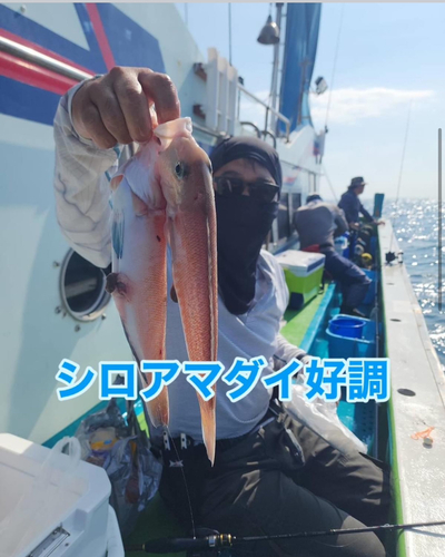 シロアマダイの釣果