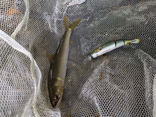 アユの釣果