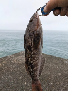 アブラコの釣果