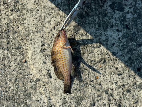 オオモンハタの釣果