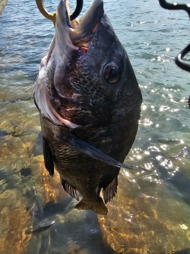 チヌの釣果