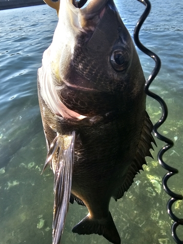 チヌの釣果