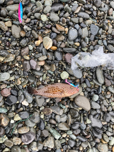 オオモンハタの釣果