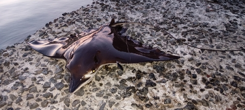 ナルトビエイの釣果